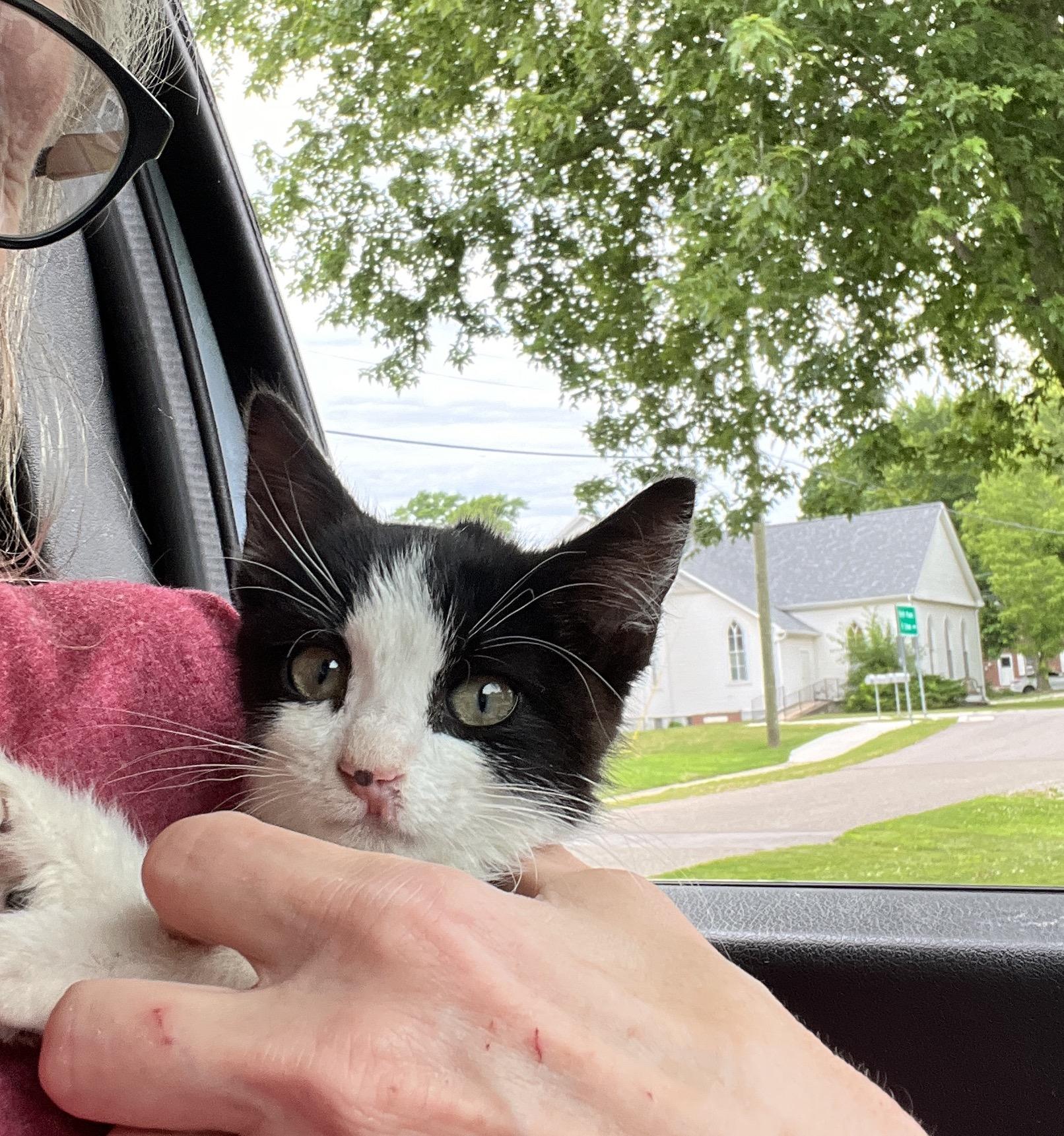 MURPHY, a Adoptable Domestic Short Hair in Peru, IN image 2/4
