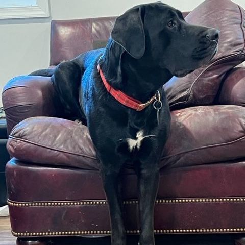 Enlarge Hella Jane, a Adoptable mixed breed in Alexandria, VA image 8/12