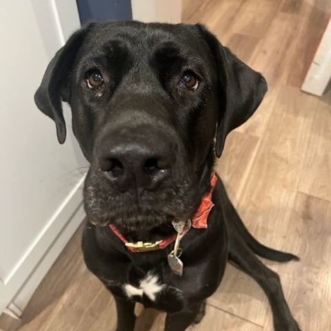 Enlarge Hella Jane, a Adoptable mixed breed in Alexandria, VA image 9/12