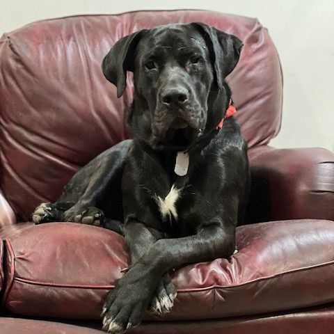 Hella Jane, Adoptable, Adult Female Mastiff.