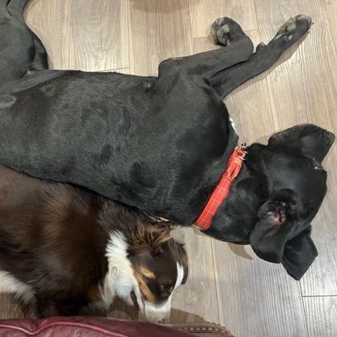 Enlarge Hella Jane, a Adoptable mixed breed in Alexandria, VA image 10/12