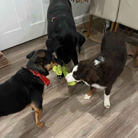 Enlarge Hella Jane, a Adoptable mixed breed in Alexandria, VA image 11/12