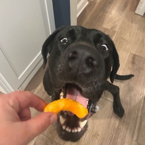 Enlarge Hella Jane, a Adoptable mixed breed in Alexandria, VA image 12/12