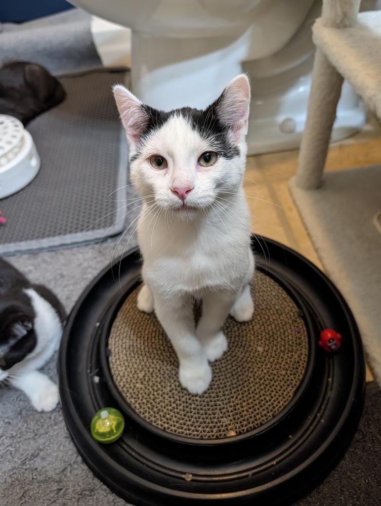 Enlarge Checkers #2, a Adoptable Domestic Short Hair in Westfield, WI image 1/2