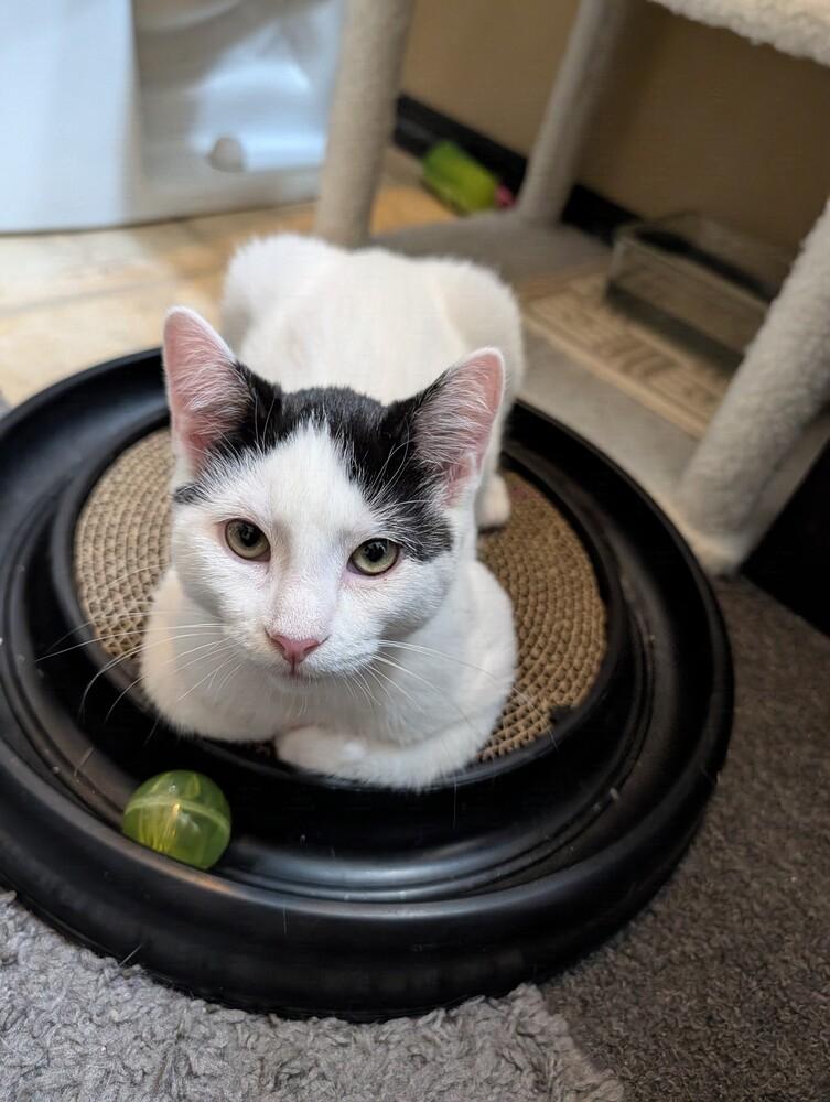 Enlarge Checkers #2, a Adoptable Domestic Short Hair in Westfield, WI image 2/2