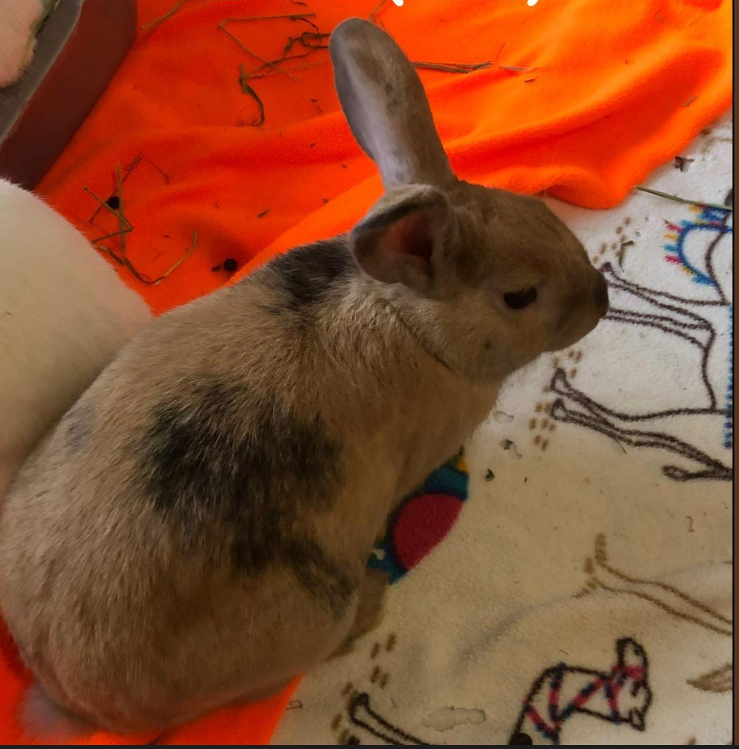 Dawn & Xander, a Adoptable Bunny Rabbit in Paradis, LA image 5/6
