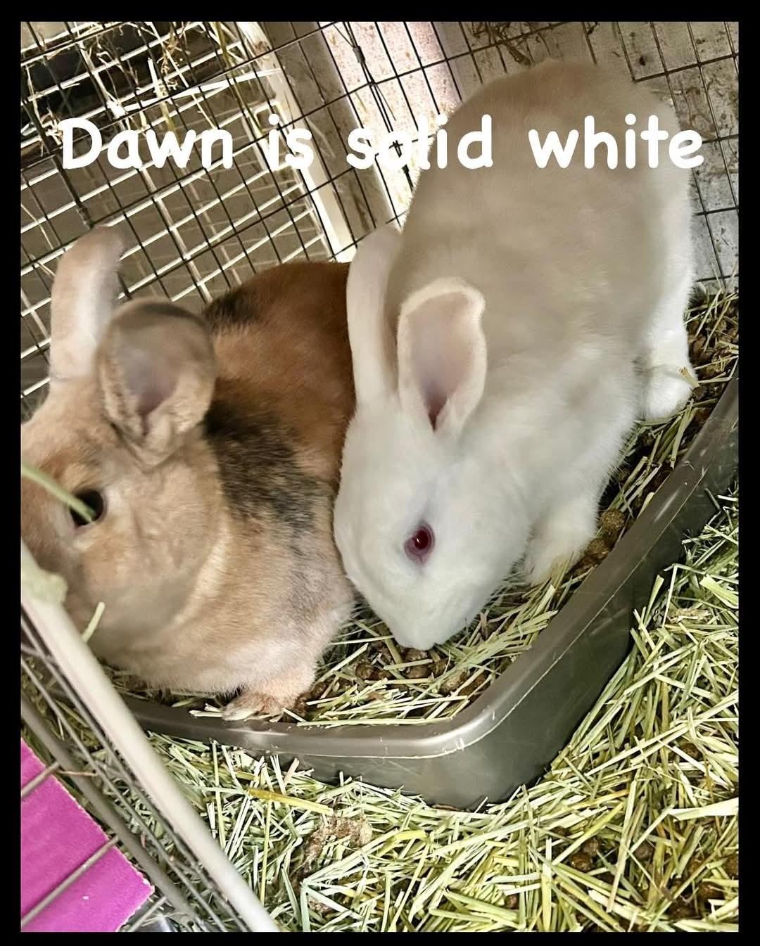 Dawn & Xander, a Adoptable Bunny Rabbit in Paradis, LA image 2/6