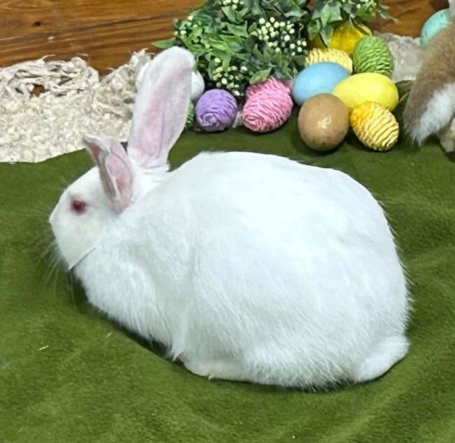 Dawn & Xander, a Adoptable Bunny Rabbit in Paradis, LA image 3/6