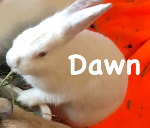 Dawn & Xander, a Adoptable Bunny Rabbit in Paradis, LA image 6/6