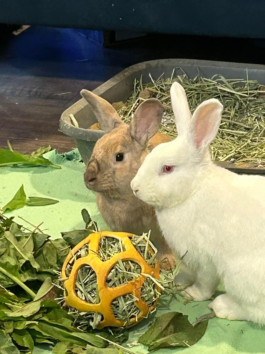 Dawn & Xander, a Adoptable Bunny Rabbit in Paradis, LA image 1/6