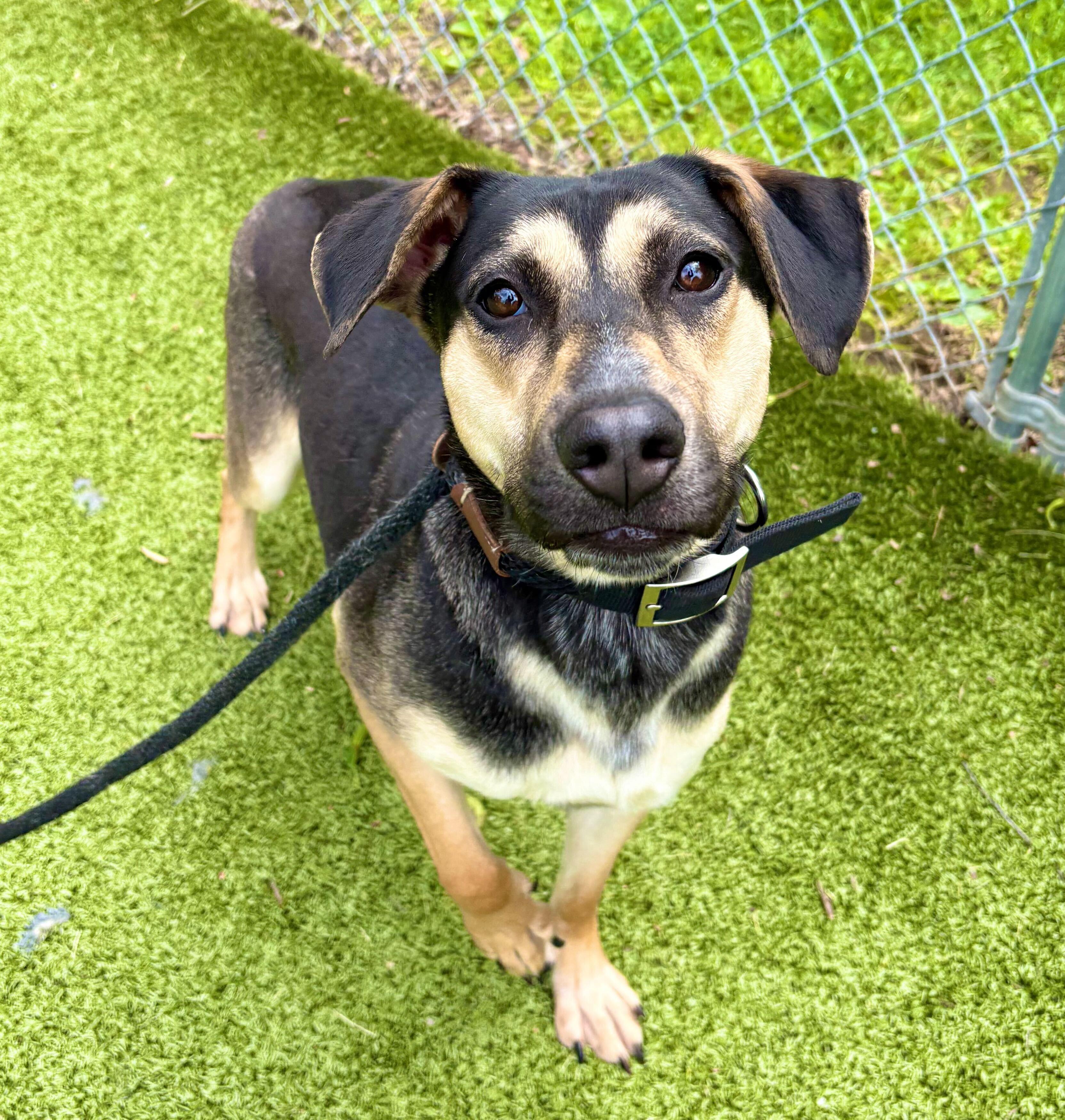 Chloe, Young Female Mixed Breed