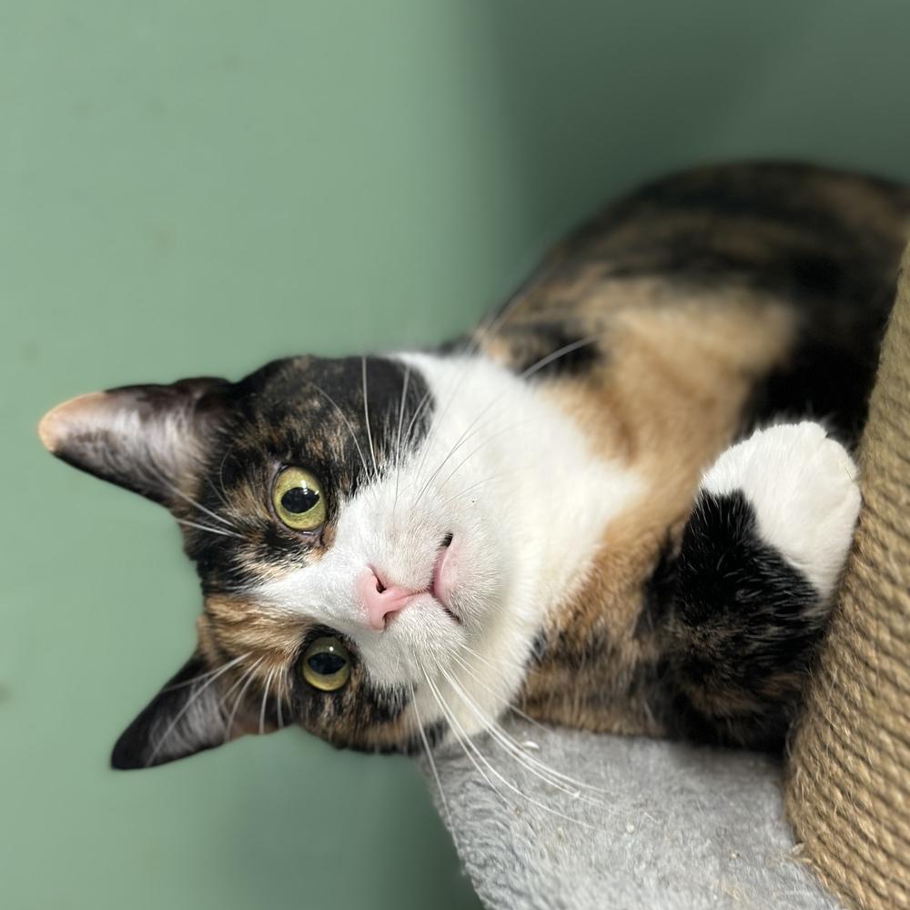 Regina, Adoptable, Adult Female Domestic Short Hair.