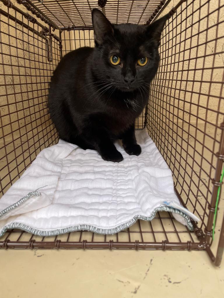 Max, Adoptable, Young Male Domestic Short Hair.