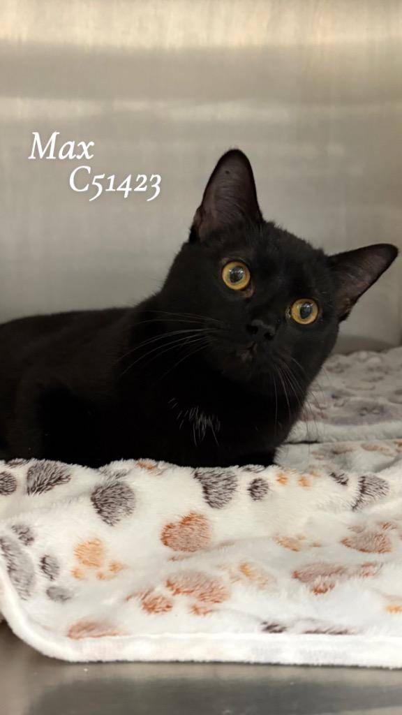 Enlarge Max, a Adoptable mixed breed in Clarksville, TN image 2/3