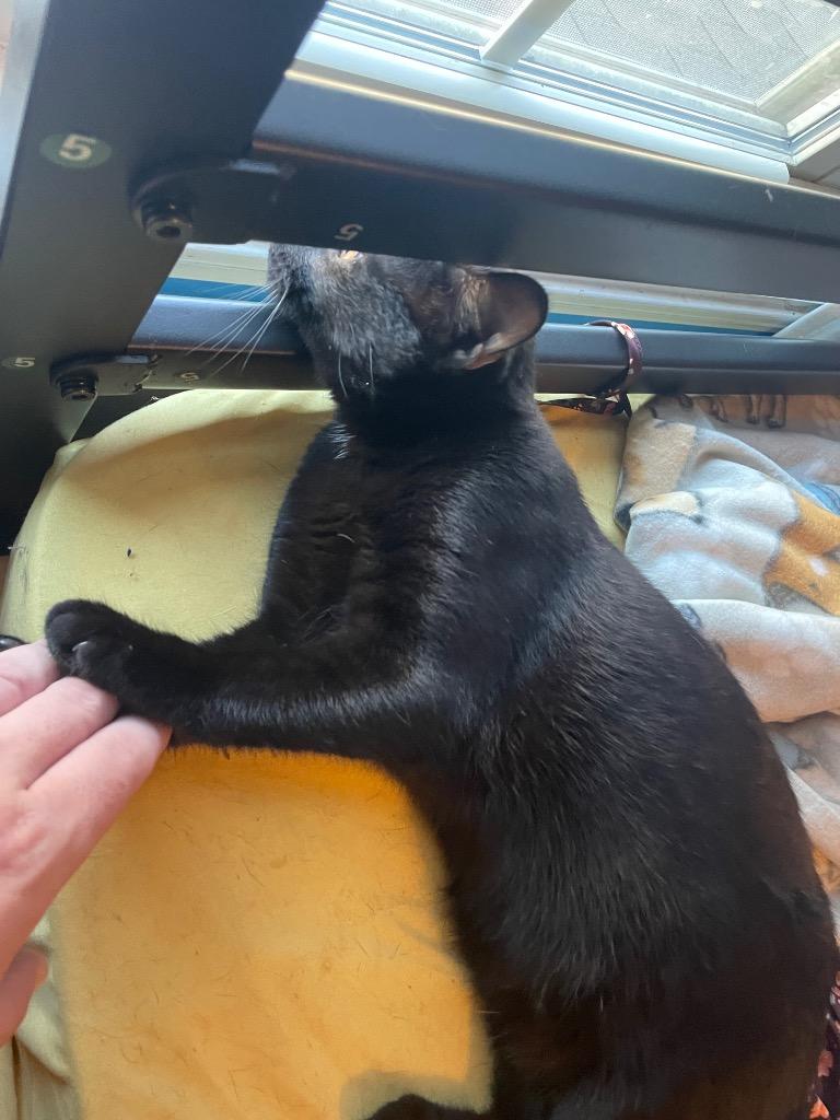 Enlarge Max, a Adoptable mixed breed in Clarksville, TN image 3/3