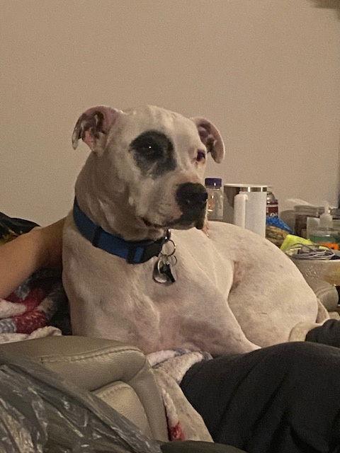 Courtesy Post: Petey, Adoptable, Adult Male Dalmatian & Terrier.