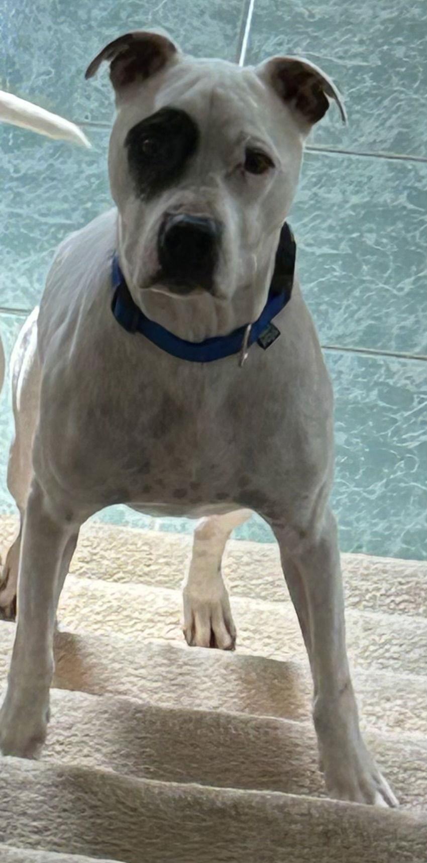 Courtesy Post: Petey, a Adoptable mixed breed in Cuyahoga Falls, OH image 2/2