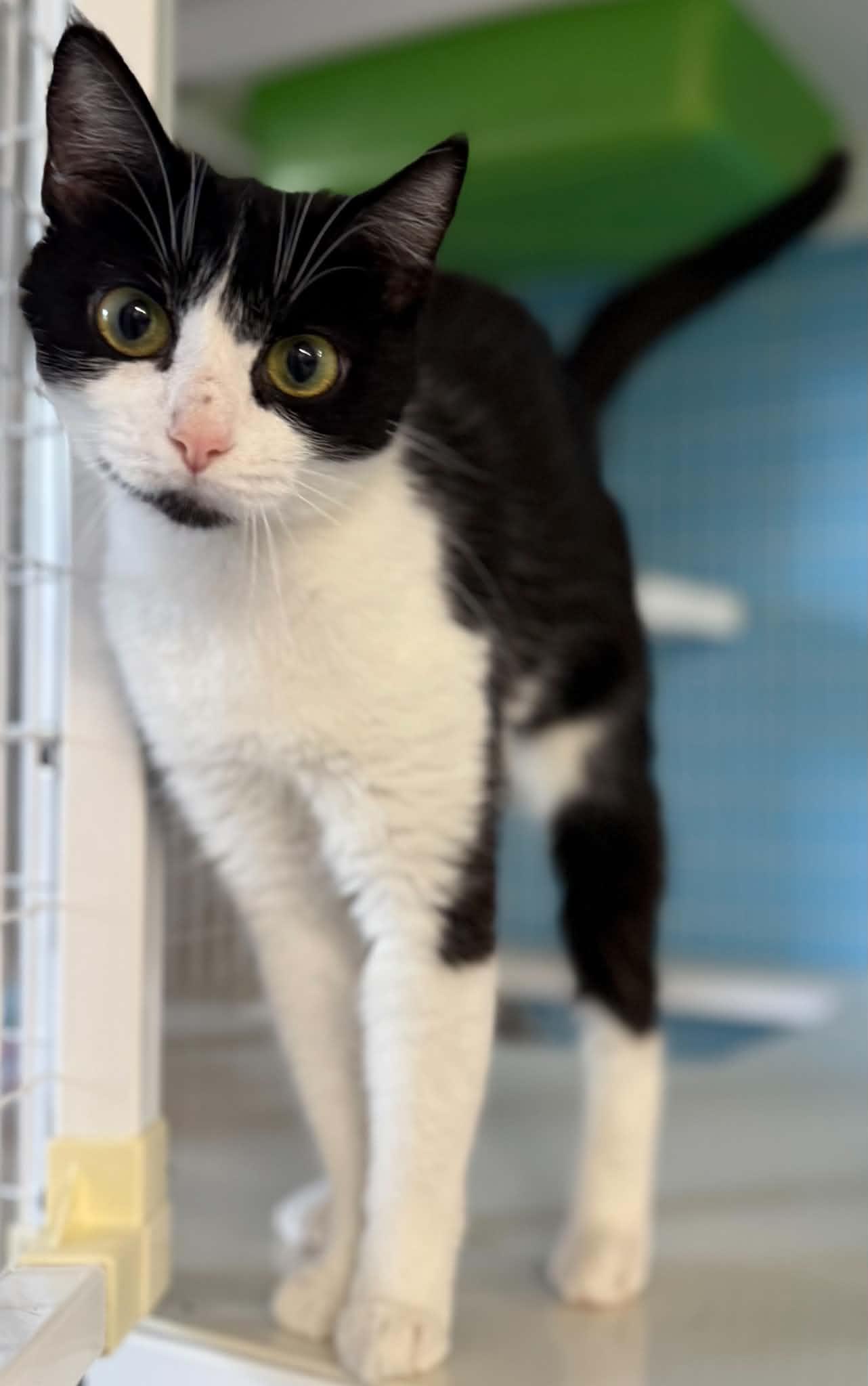 Sour Patch, adopted, Young Female Domestic Short Hair.