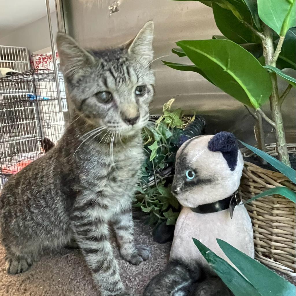 Farris - My adoption fee is fully sponsored - In loving memory of Denver and Rosco, Adoptable, Adult Male Domestic Short Hair.