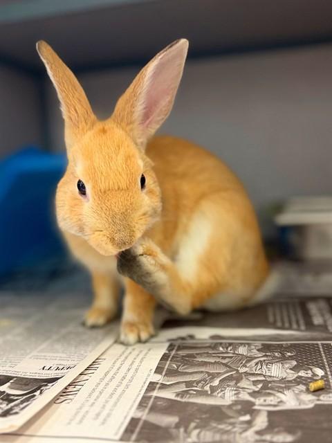 Enlarge BUNNION, a Adoptable Bunny Rabbit in Agoura, CA image 1/1