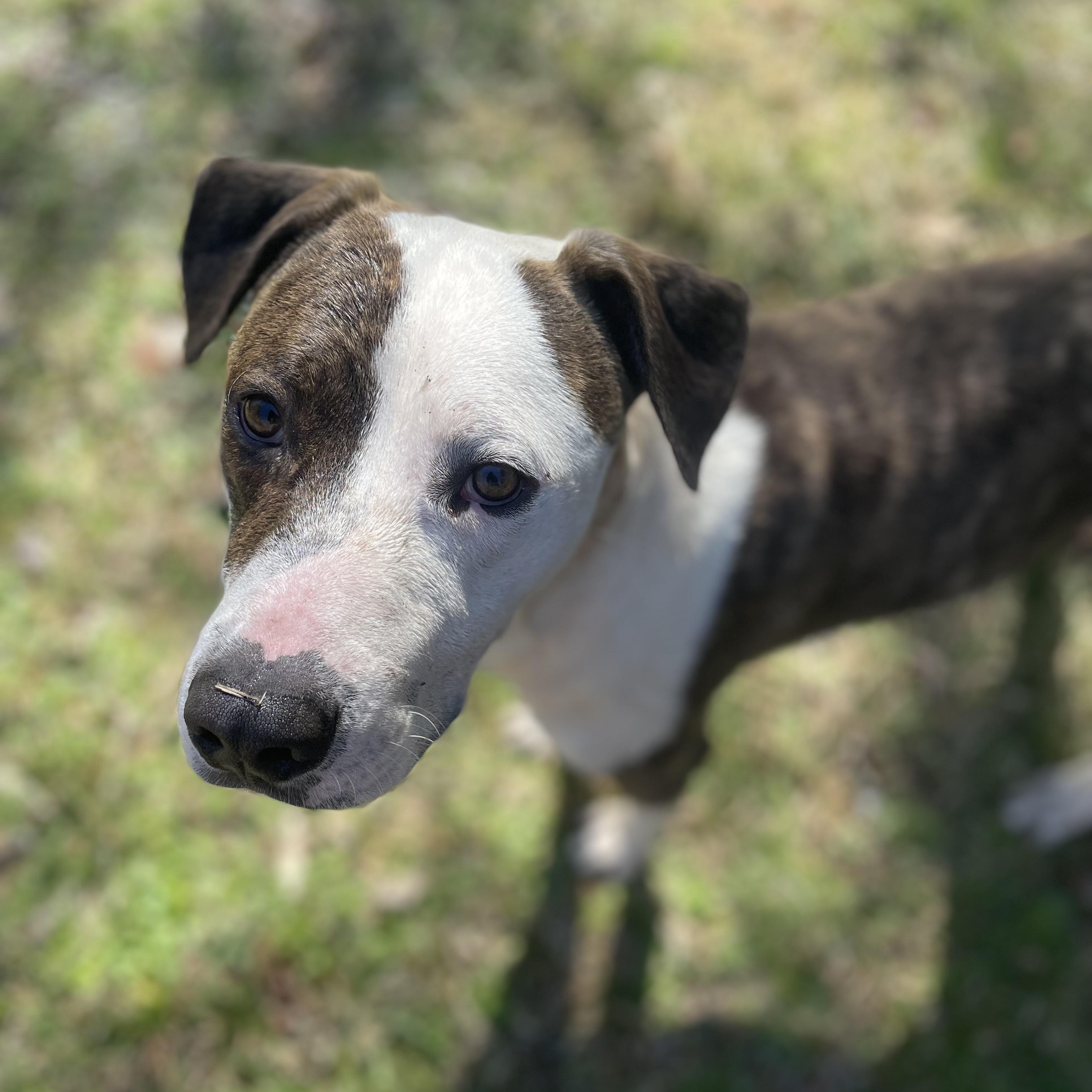 Enlarge Chance, a Adoptable American Bulldog in Sequatchie, TN image 2/6
