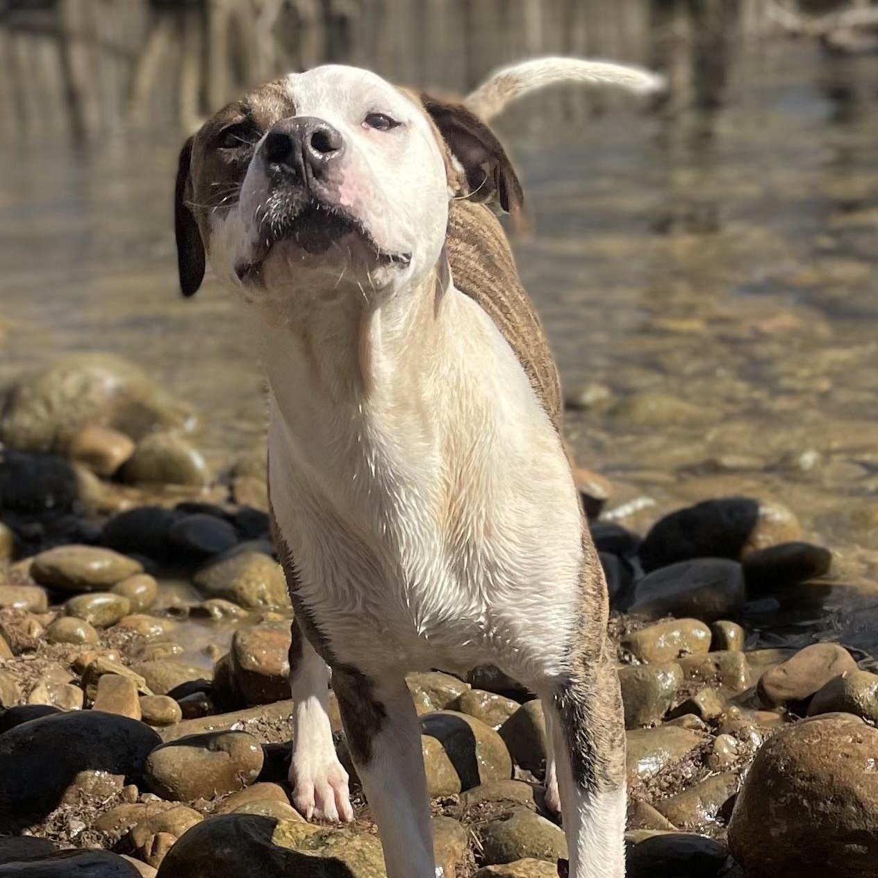 Enlarge Chance, a Adoptable American Bulldog in Sequatchie, TN image 3/6