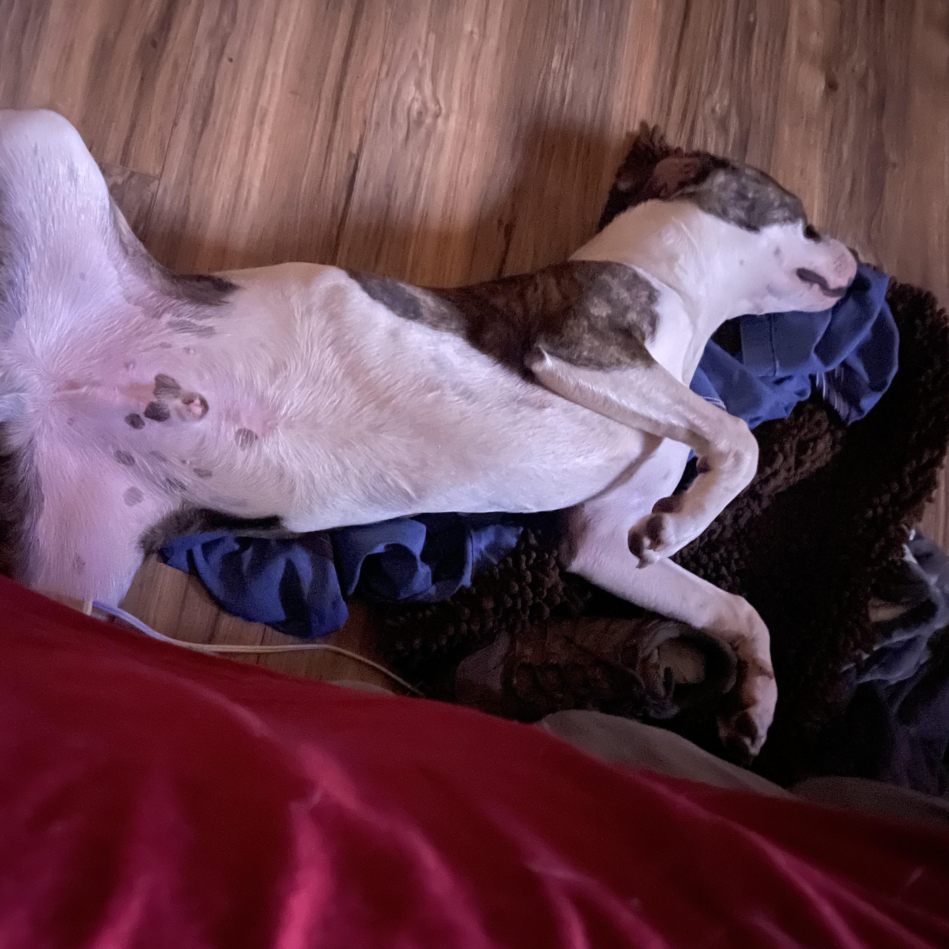 Enlarge Chance, a Adoptable American Bulldog in Sequatchie, TN image 4/6