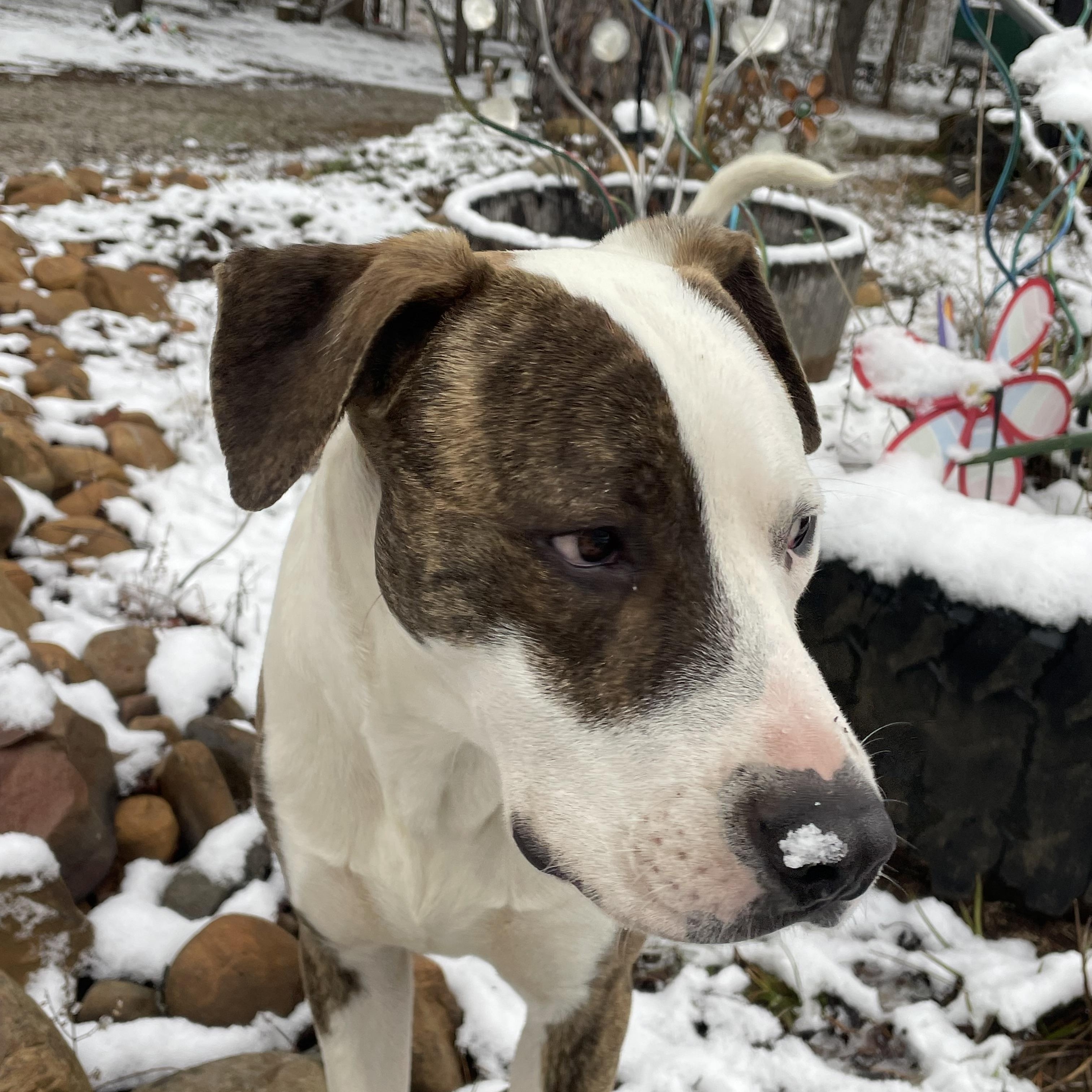 Enlarge Chance, a Adoptable American Bulldog in Sequatchie, TN image 5/6
