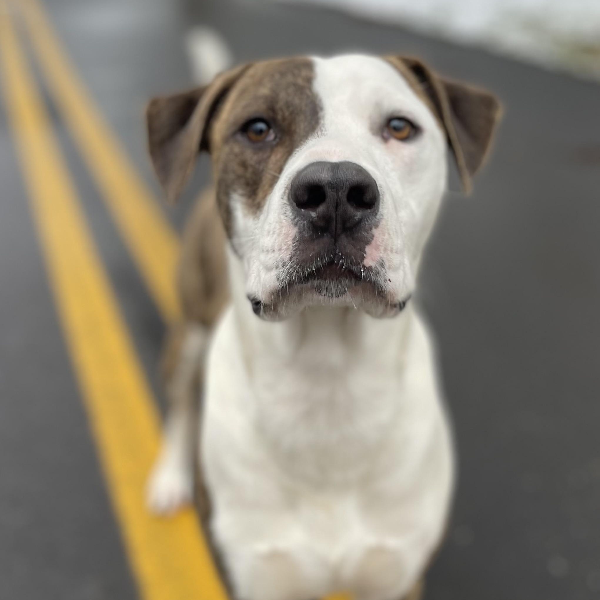 Chance, Adoptable, Adult Male American Bulldog.