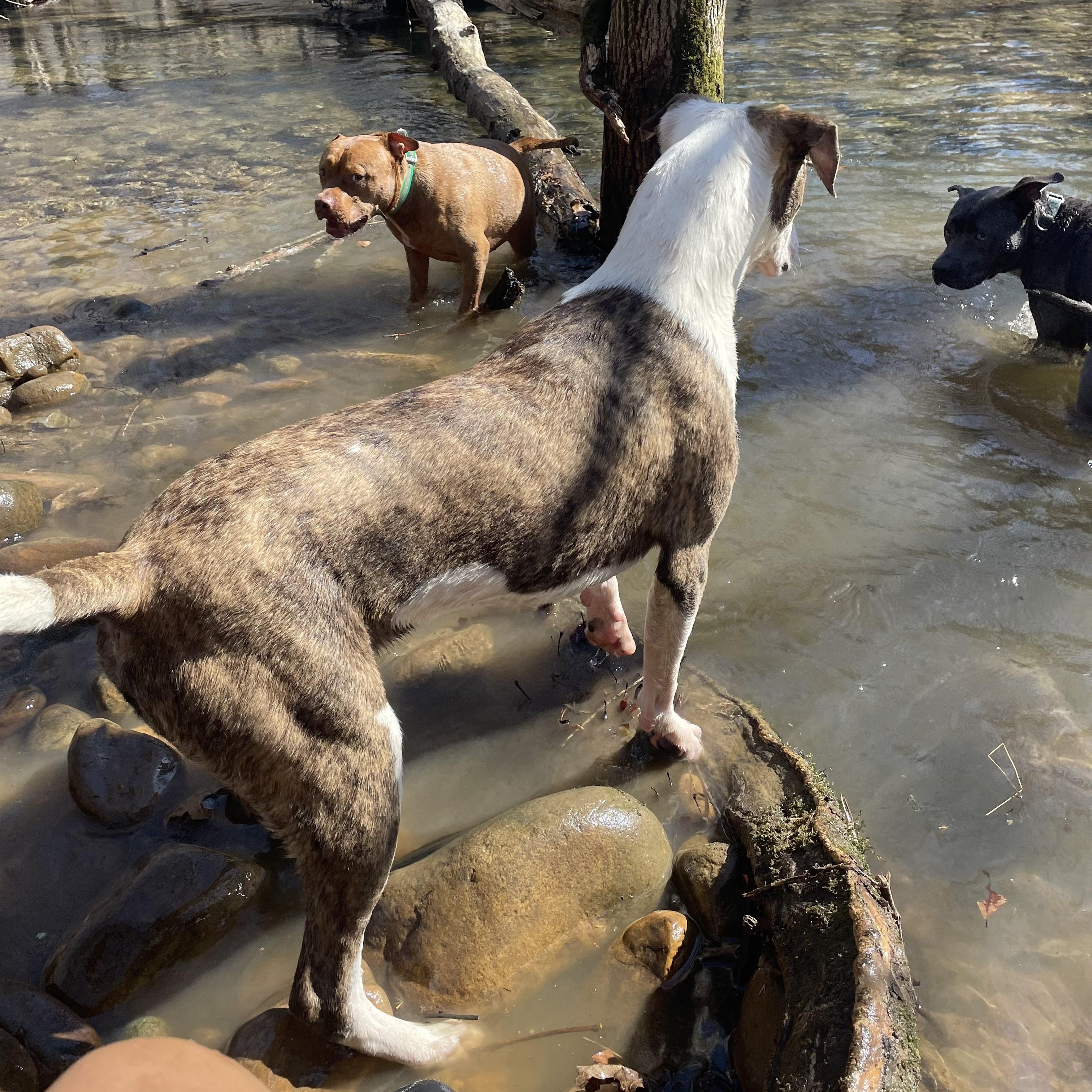 Enlarge Chance, a Adoptable American Bulldog in Sequatchie, TN image 6/6