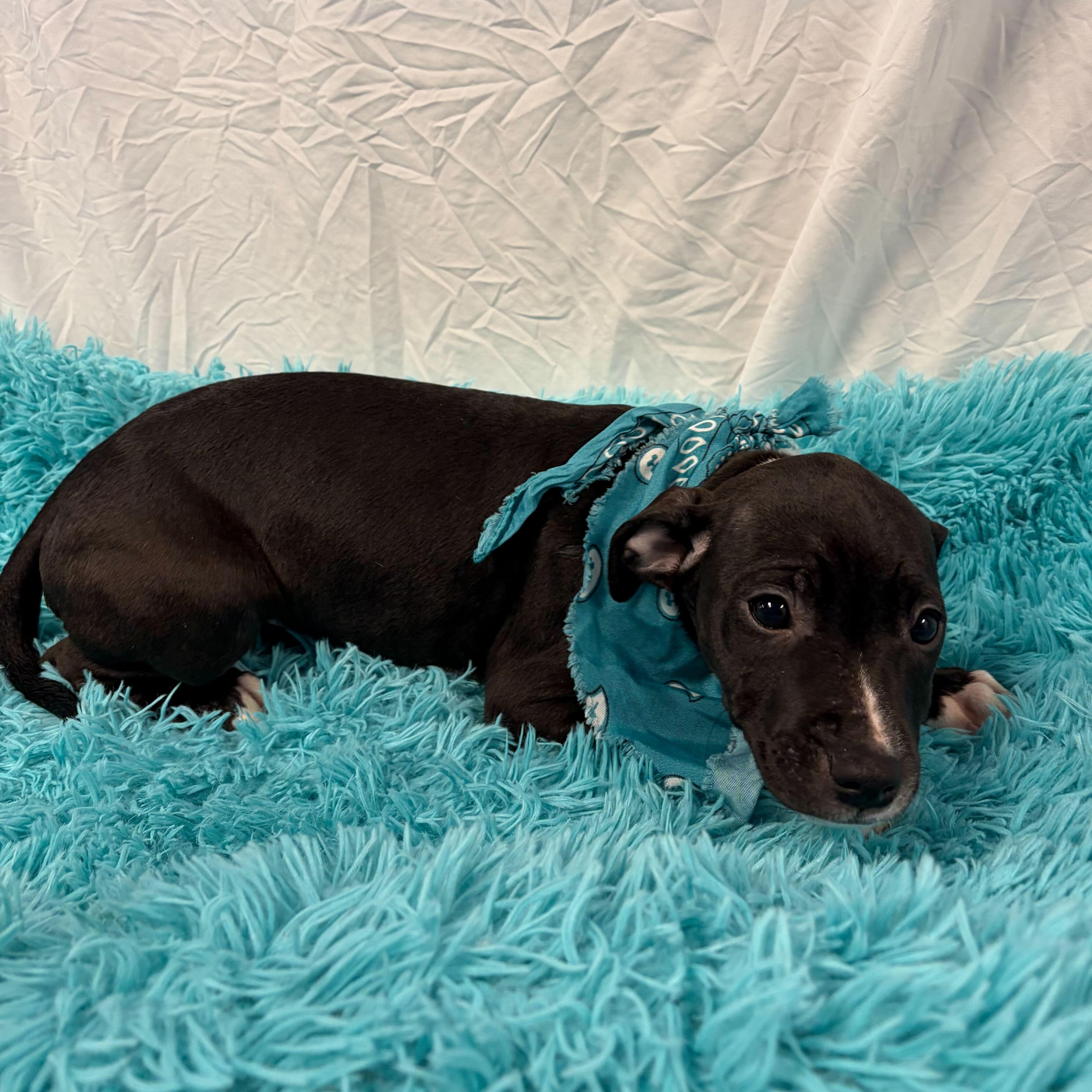 Enlarge Javadi, an adoptable Mixed Breed in Canal Winchester, OH image 2/2