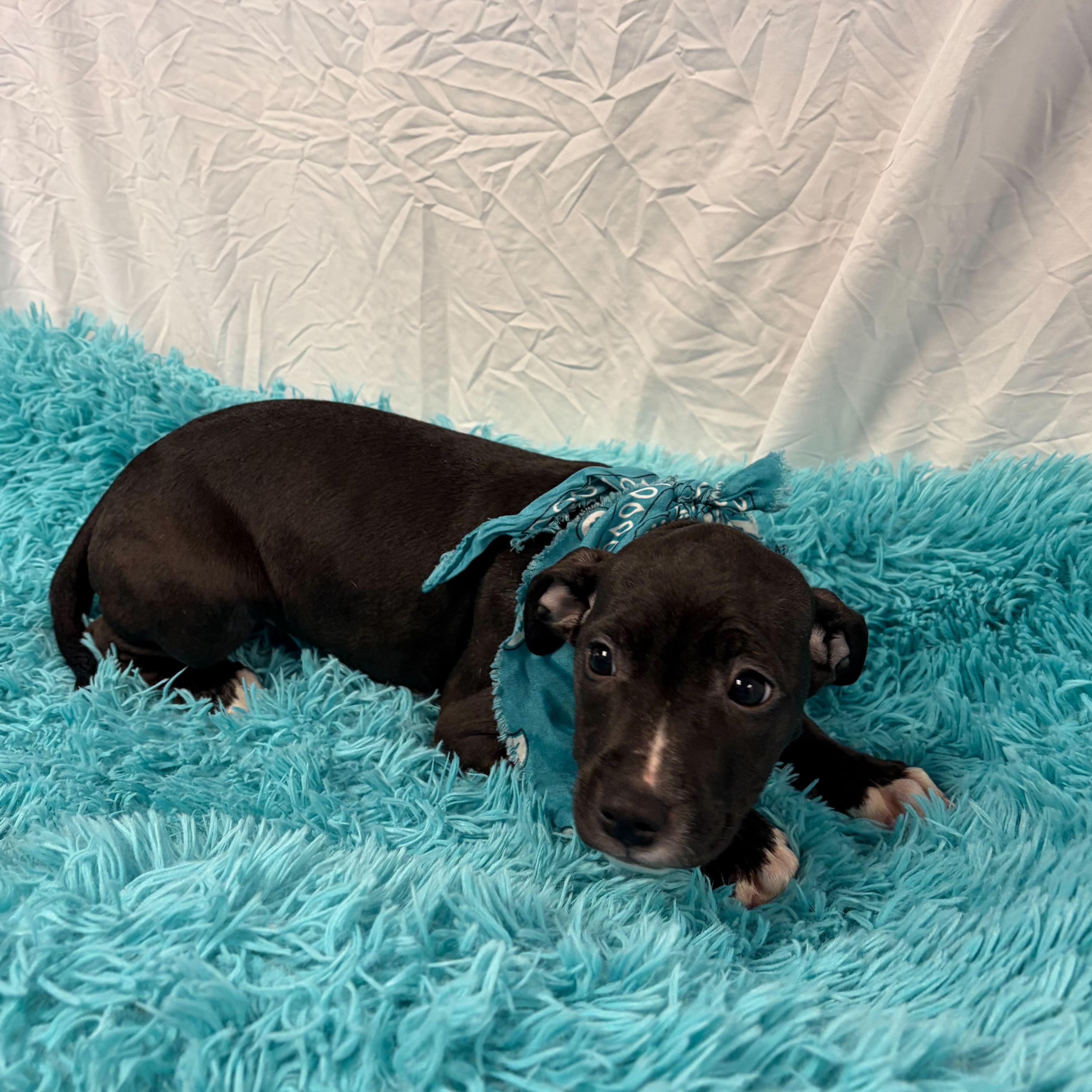 Enlarge Javadi, an adoptable Mixed Breed in Canal Winchester, OH image 1/2