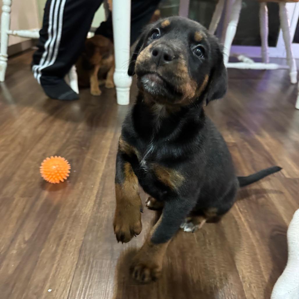 Stormie, Adoptable, Puppy Female German Shepherd Dog.