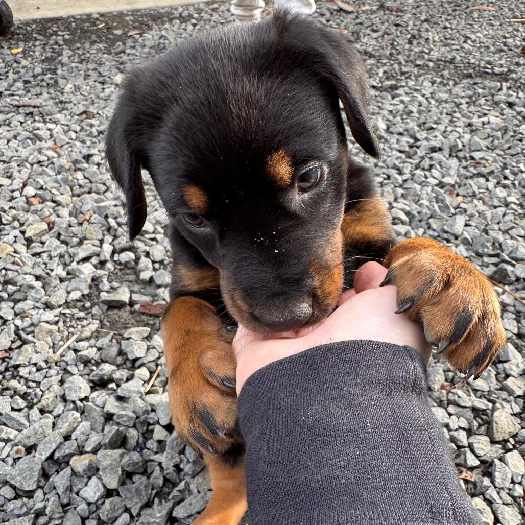 Stormie, a Adoptable German Shepherd Dog in Newberg, OR image 2/6