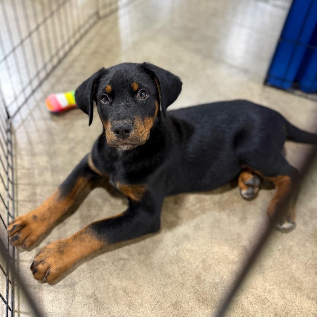 Stormie, a Adoptable German Shepherd Dog in Newberg, OR image 5/6