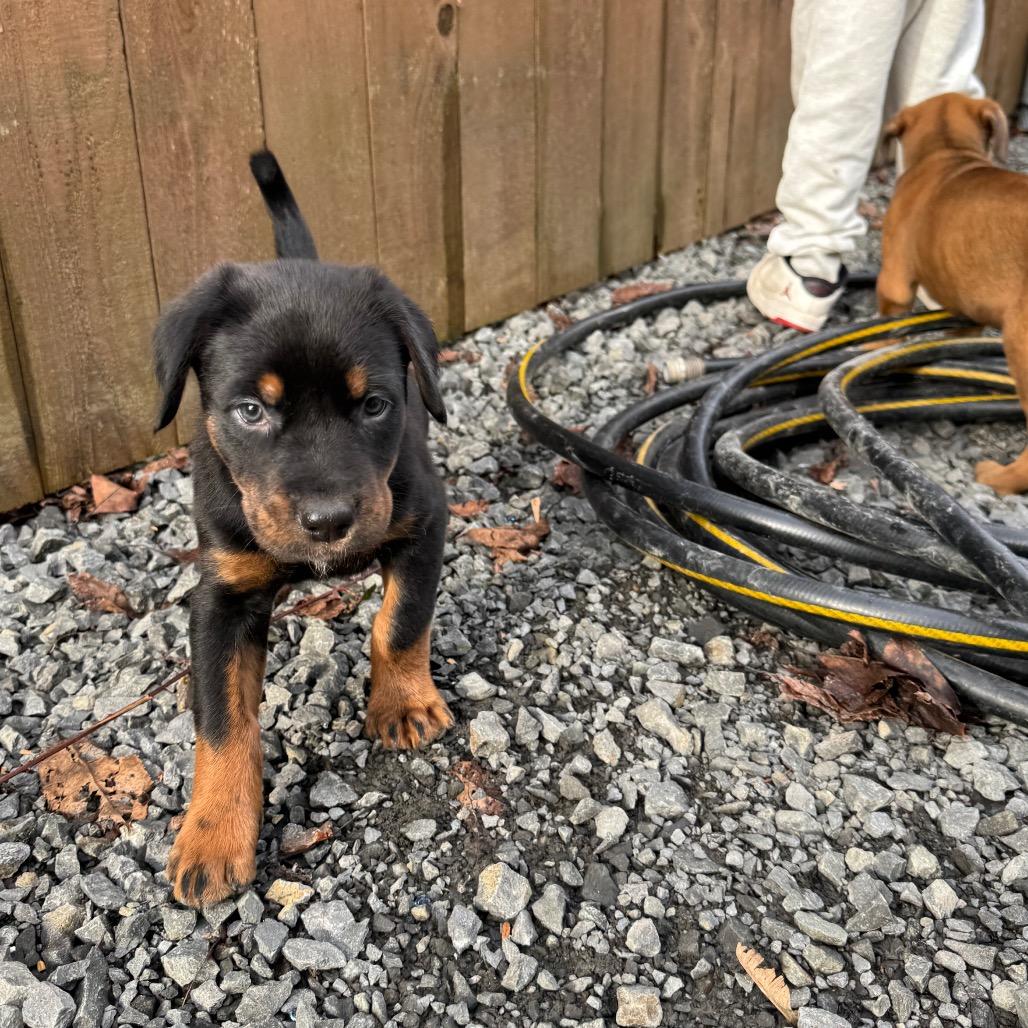 Stormie, a Adoptable German Shepherd Dog in Newberg, OR image 6/6