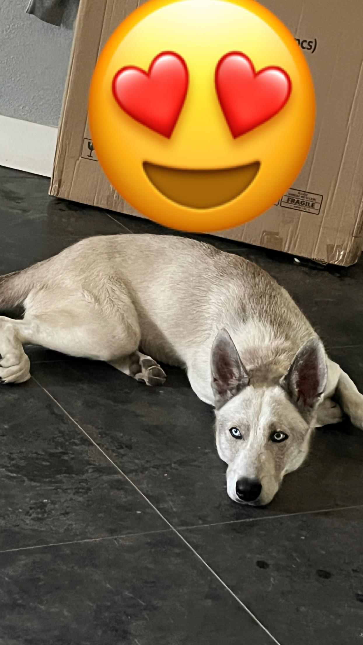 Enlarge Coyote, a Adoptable mixed breed in Willowbrook, IL image 2/6