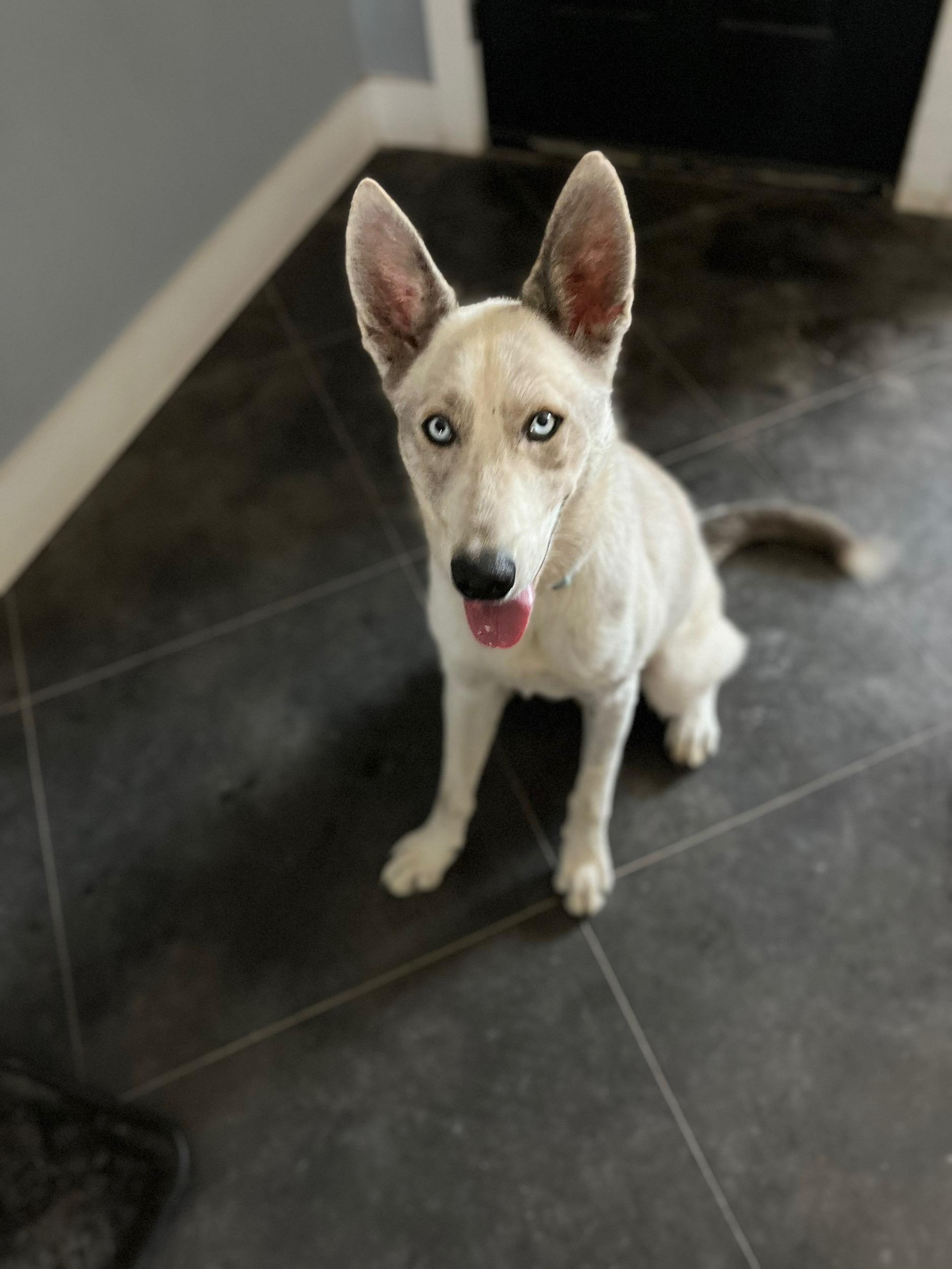 Enlarge Coyote, a Adoptable mixed breed in Willowbrook, IL image 3/6