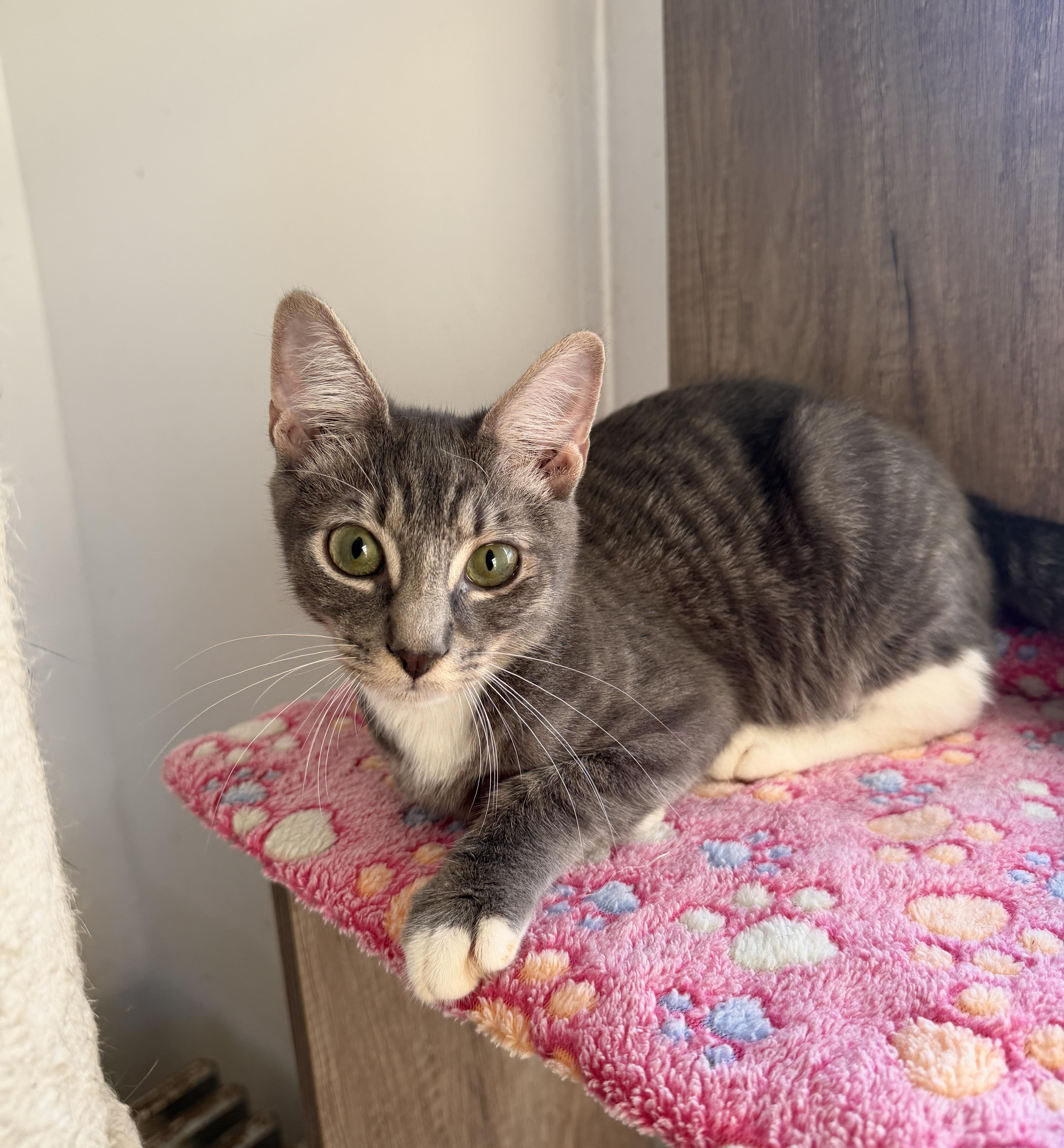 Goose, Adoptable, Kitten Male Domestic Short Hair.