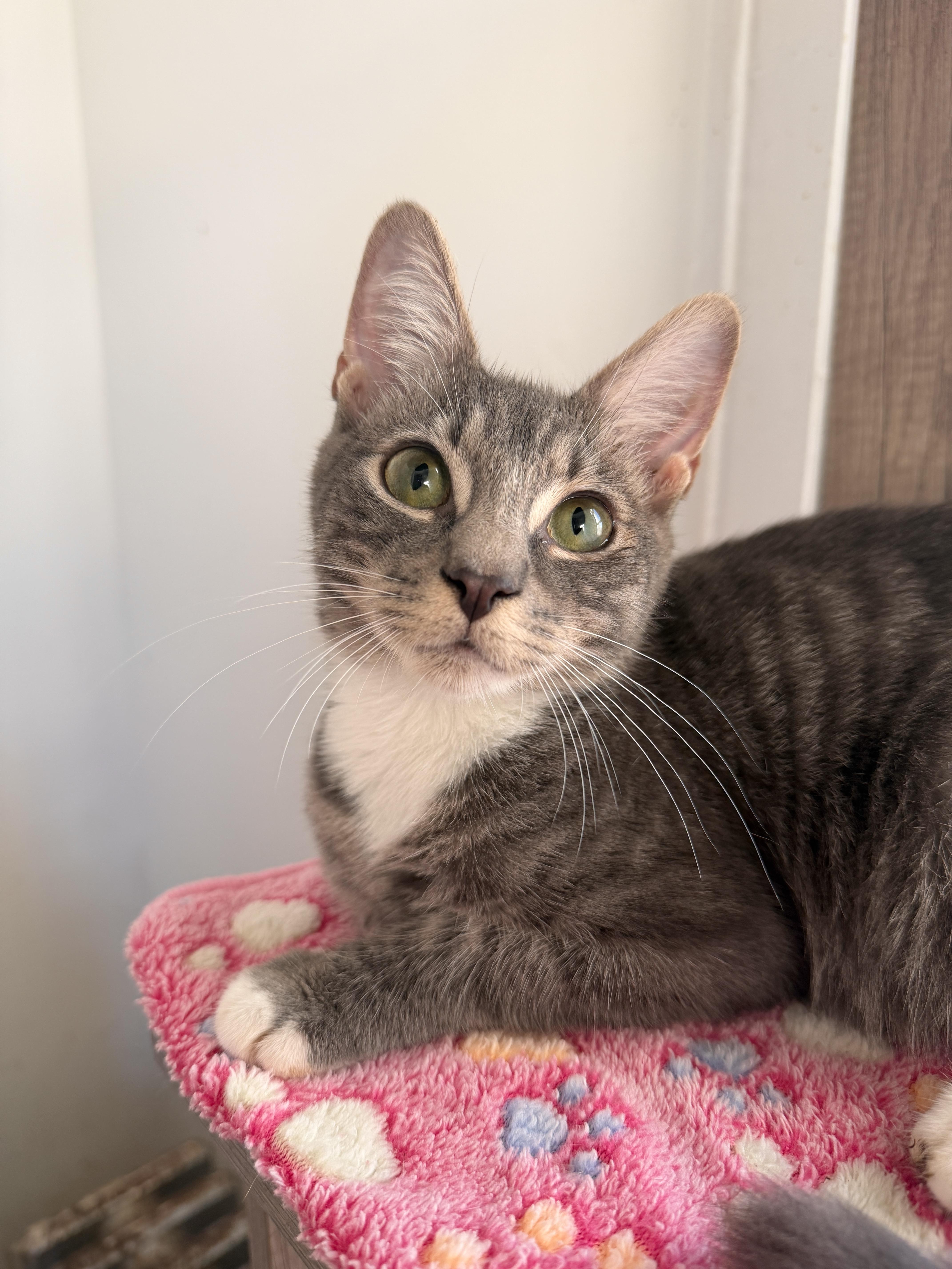 Enlarge Goose, a Adoptable Domestic Short Hair in New York, NY image 3/3