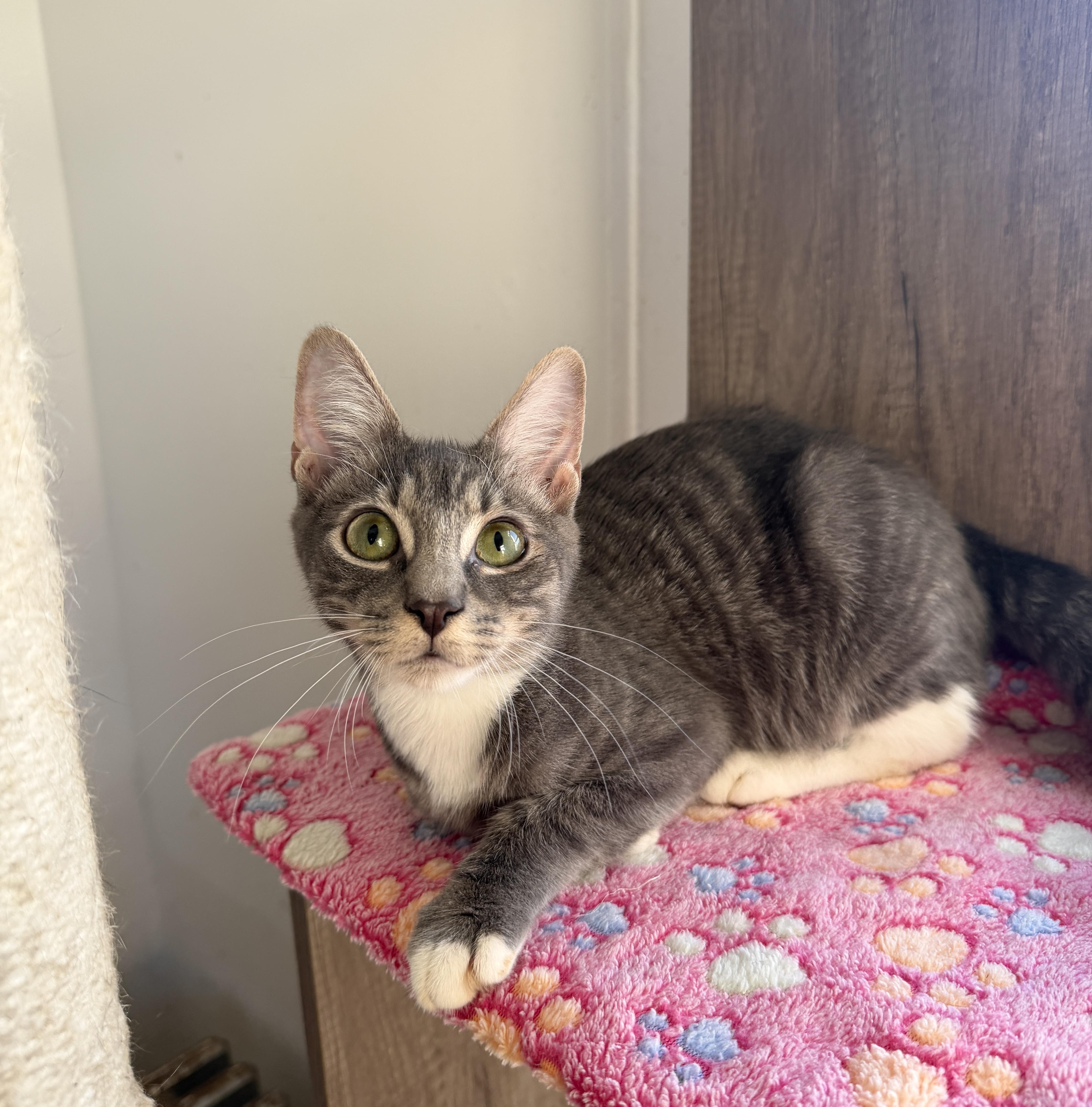 Enlarge Goose, a Adoptable Domestic Short Hair in New York, NY image 2/3