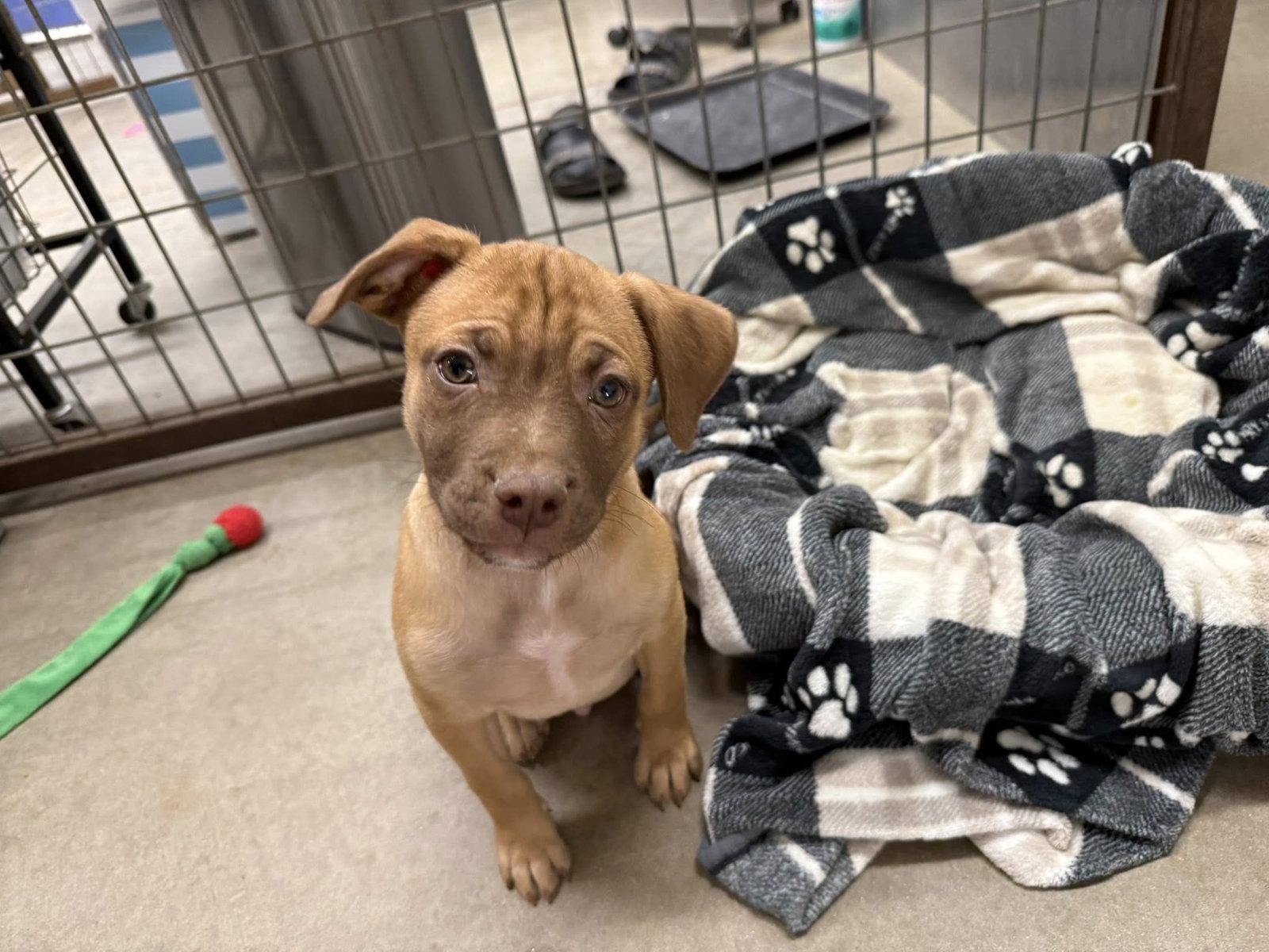 Landon-Roscoe, Adopted, Puppy Male Staffordshire Bull Terrier & Pug.