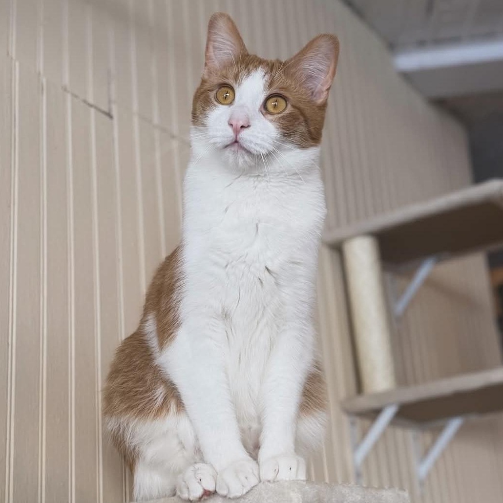 Ferdinand , ADOPTABLE, Young Male Domestic Short Hair.