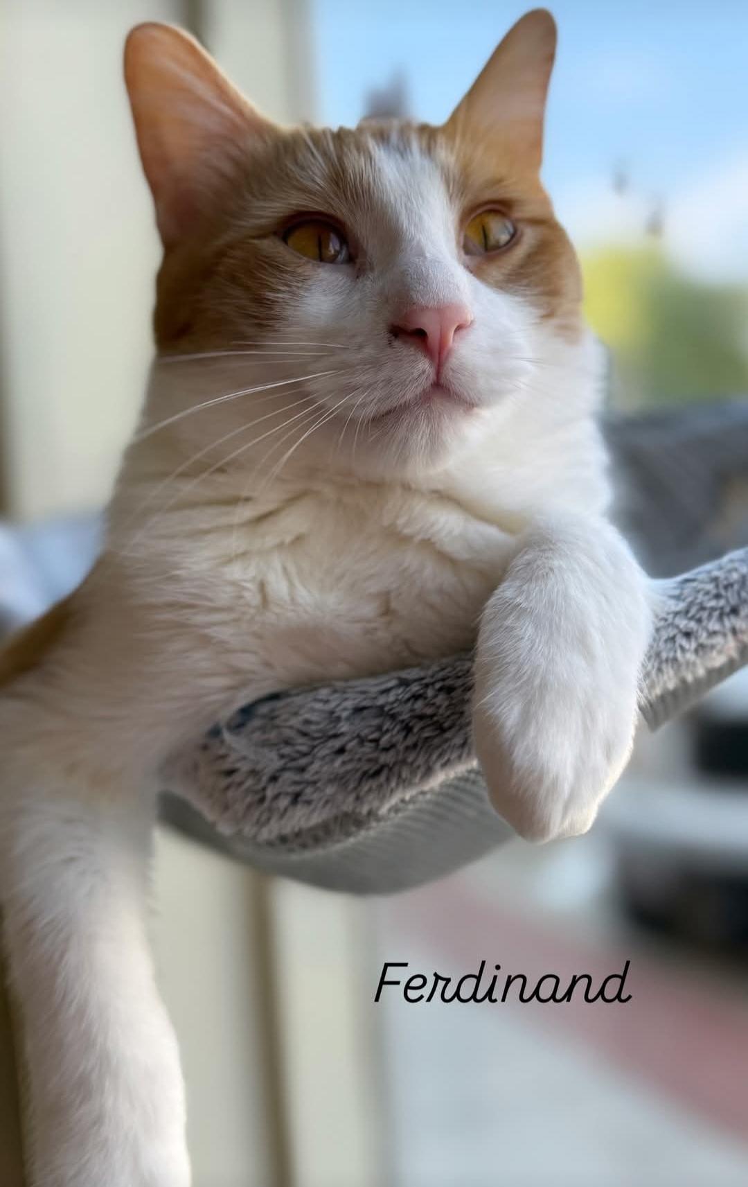 Enlarge Ferdinand , a ADOPTABLE Domestic Short Hair in Whitewater, WI image 3/3