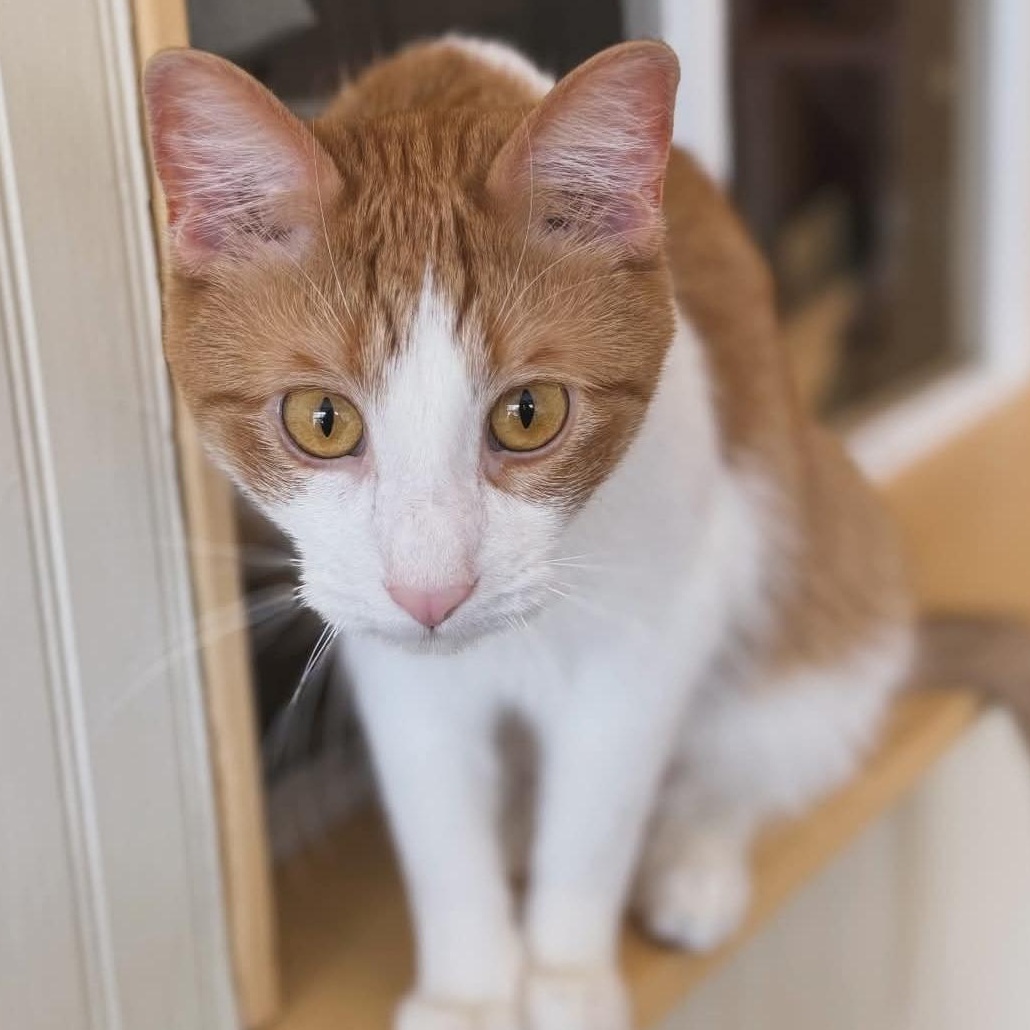 Enlarge Ferdinand , a ADOPTABLE Domestic Short Hair in Whitewater, WI image 2/3