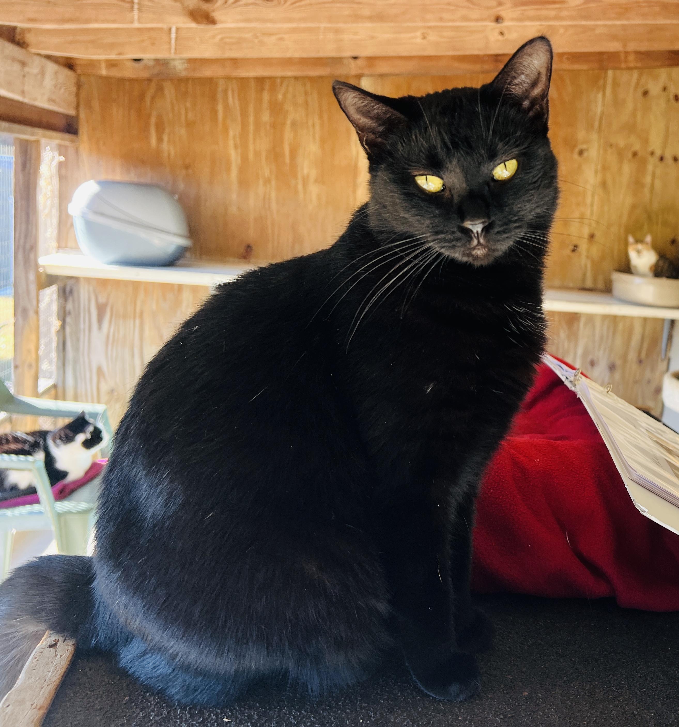 Isabelle — thumbnail 2