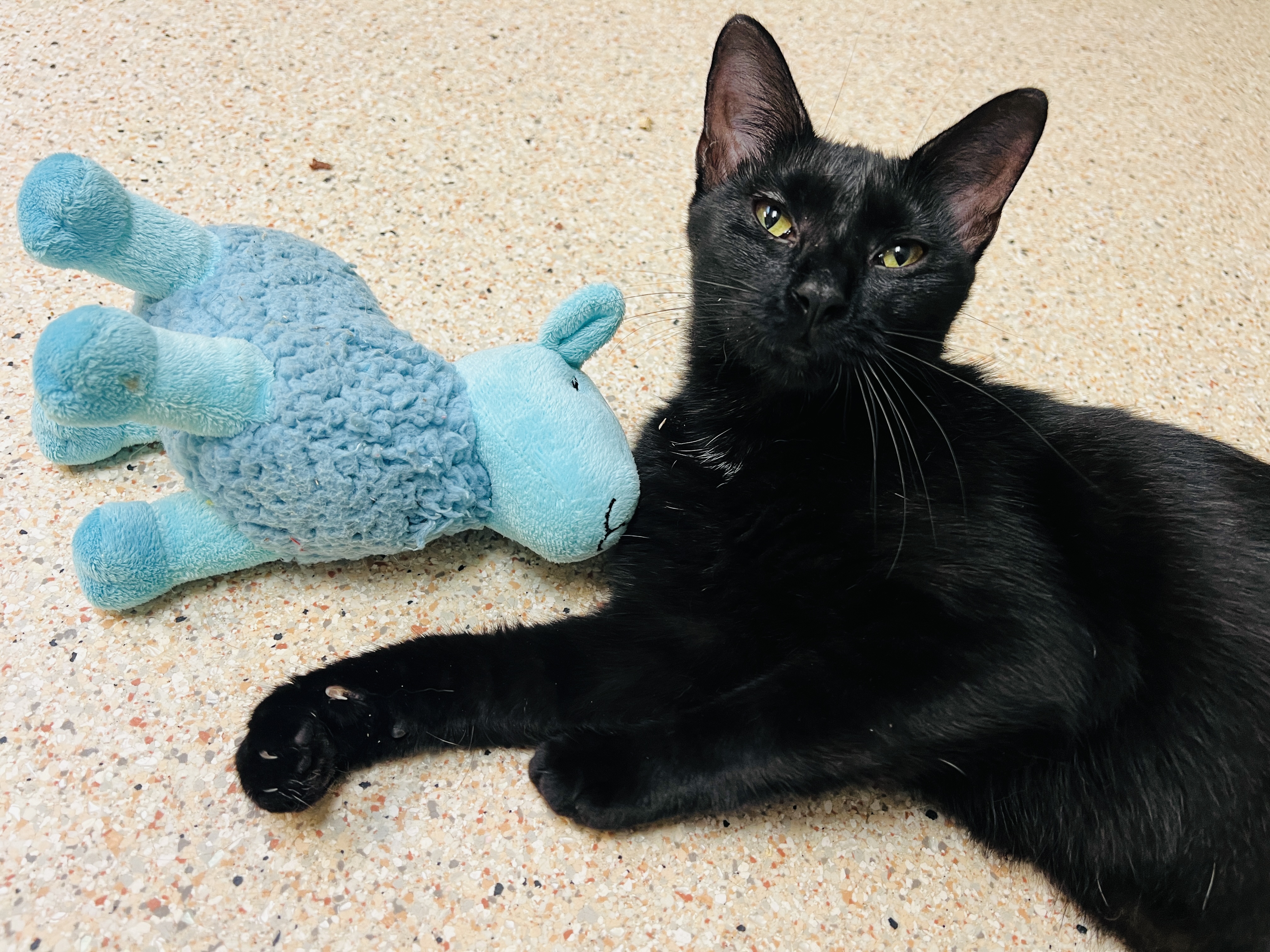 Isabelle — thumbnail 4