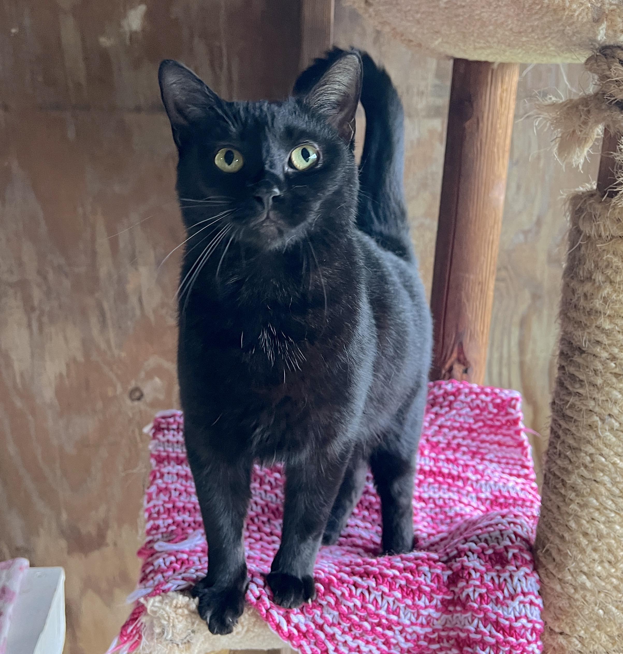 Isabelle — thumbnail 5