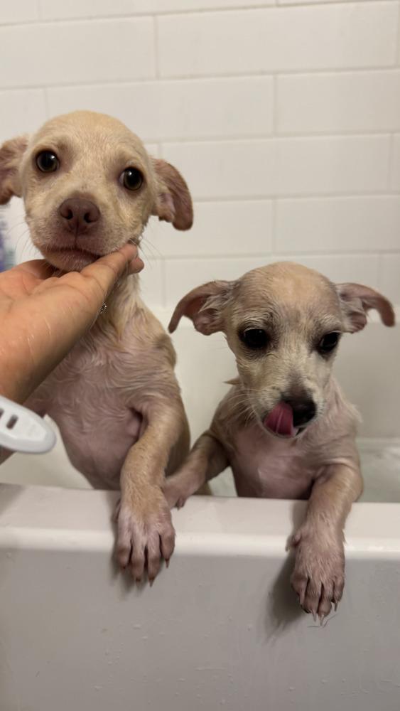 Enlarge Flynn, a ADOPTABLE mixed breed in Commerce City, CO image 2/4