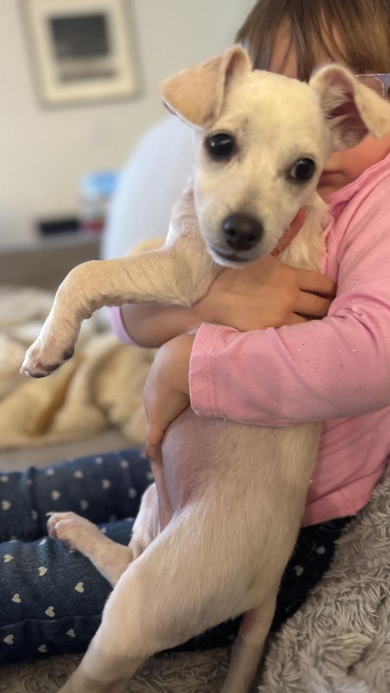 Enlarge Flynn, a ADOPTABLE mixed breed in Commerce City, CO image 3/4